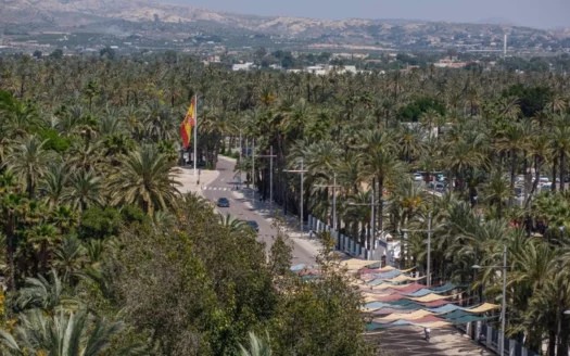 What can you see in Elche?