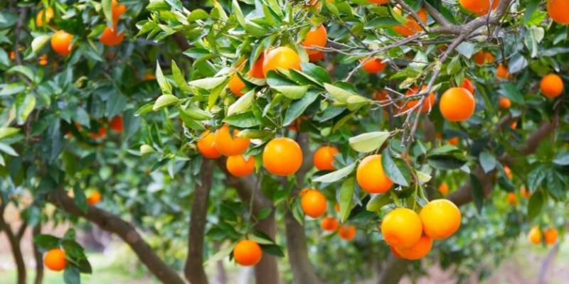 What fruit trees are grown in Spain?